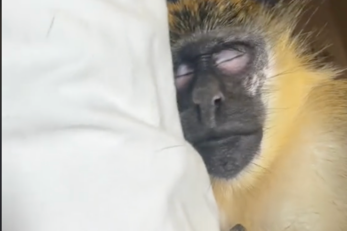 Was TikTok Monkey Thabo Stolen From Wild Dania Beach Colony?