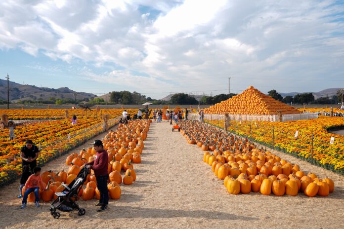 74-Year-Old’s Seasonal Business Brings in M in Just 7 Weeks